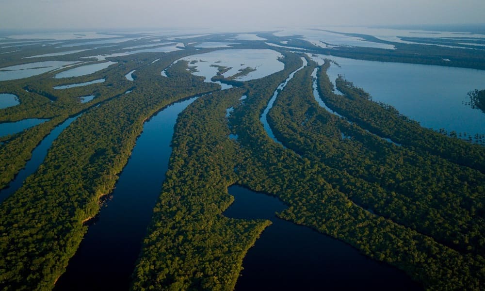 Anavilhanas National Park Brazil
