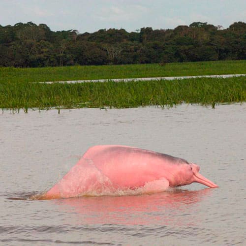 Dauphin rose - Amazonie