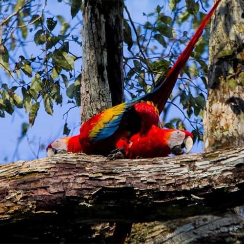 Biodiversity - Rainforest