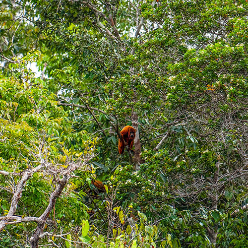 Kayak Expedition-Amazon Planeta Exo Urubu River