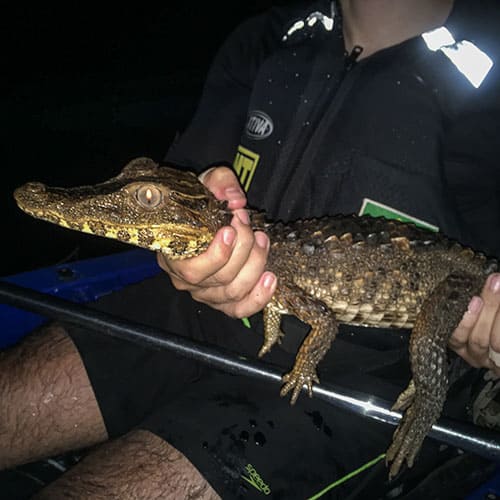Caiman observation