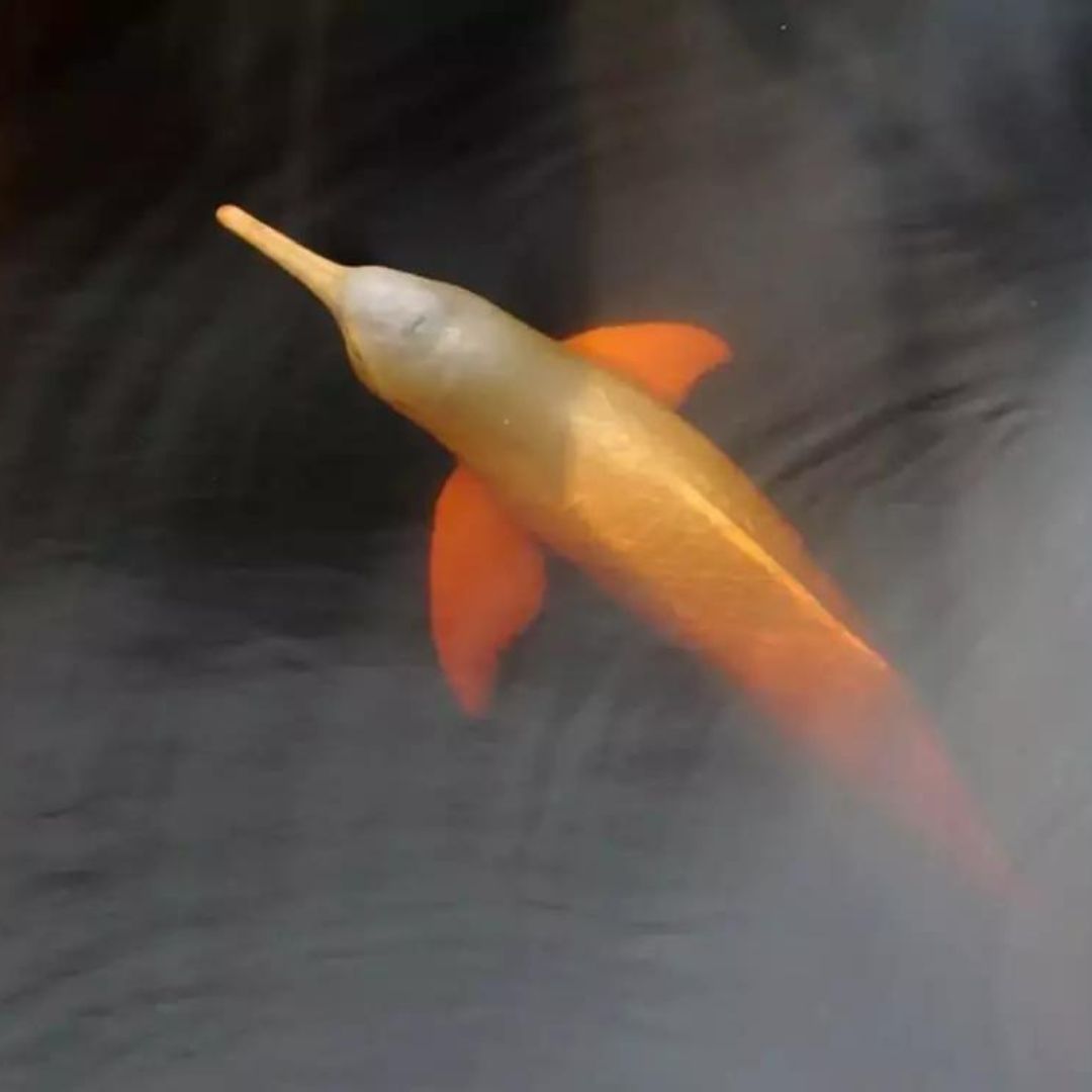 Amazon wildlife