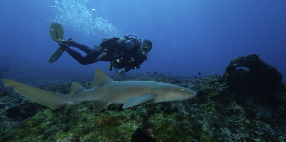 Scuba Diving Fernando de Noronha Islands