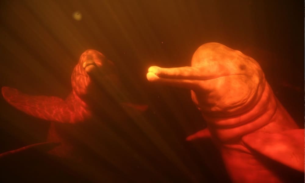 Pink river dolphin - Amazon