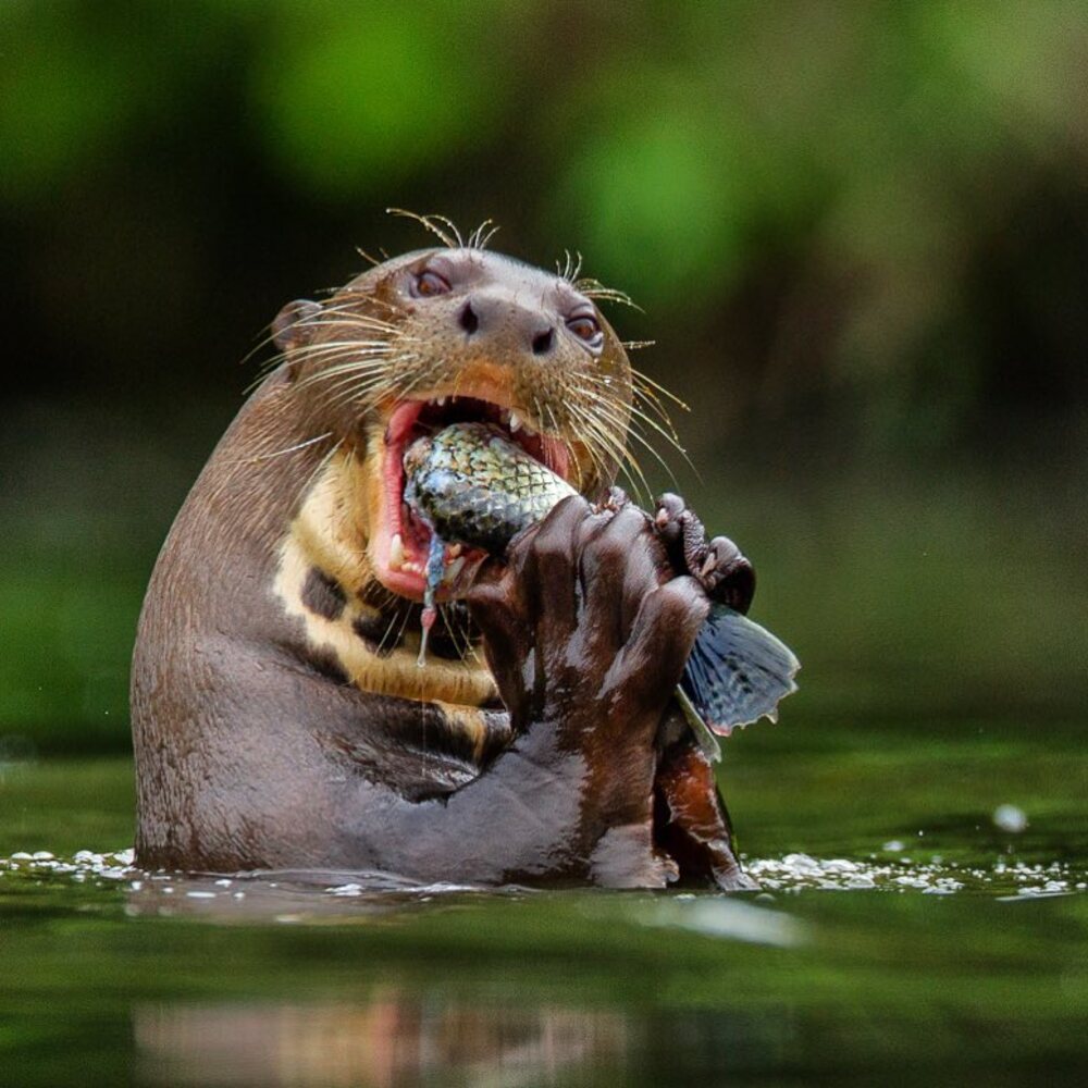 Amazonian wildlife