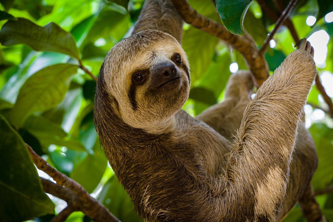 Amazon wildlife