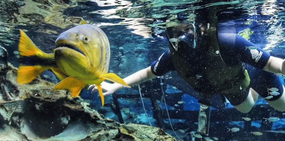 Bonito Aquatic Tours