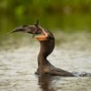 Animals at Pantanal river