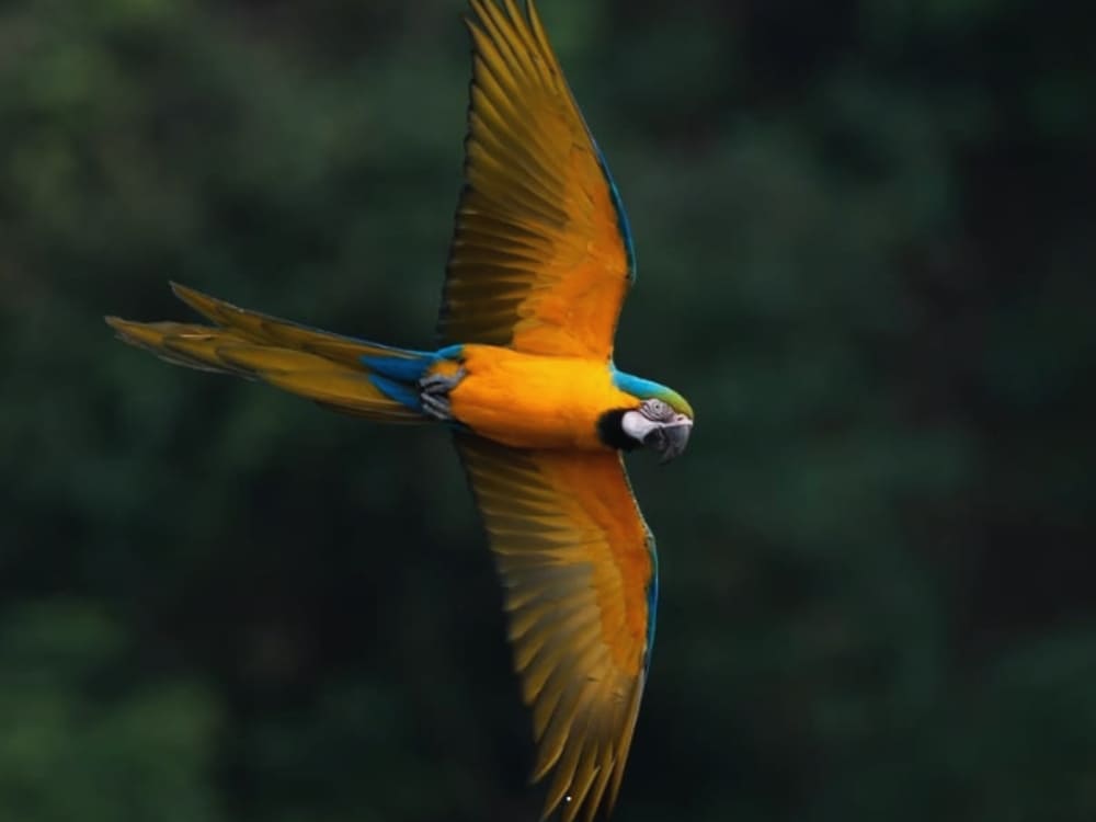 Bird at pantanal photography
