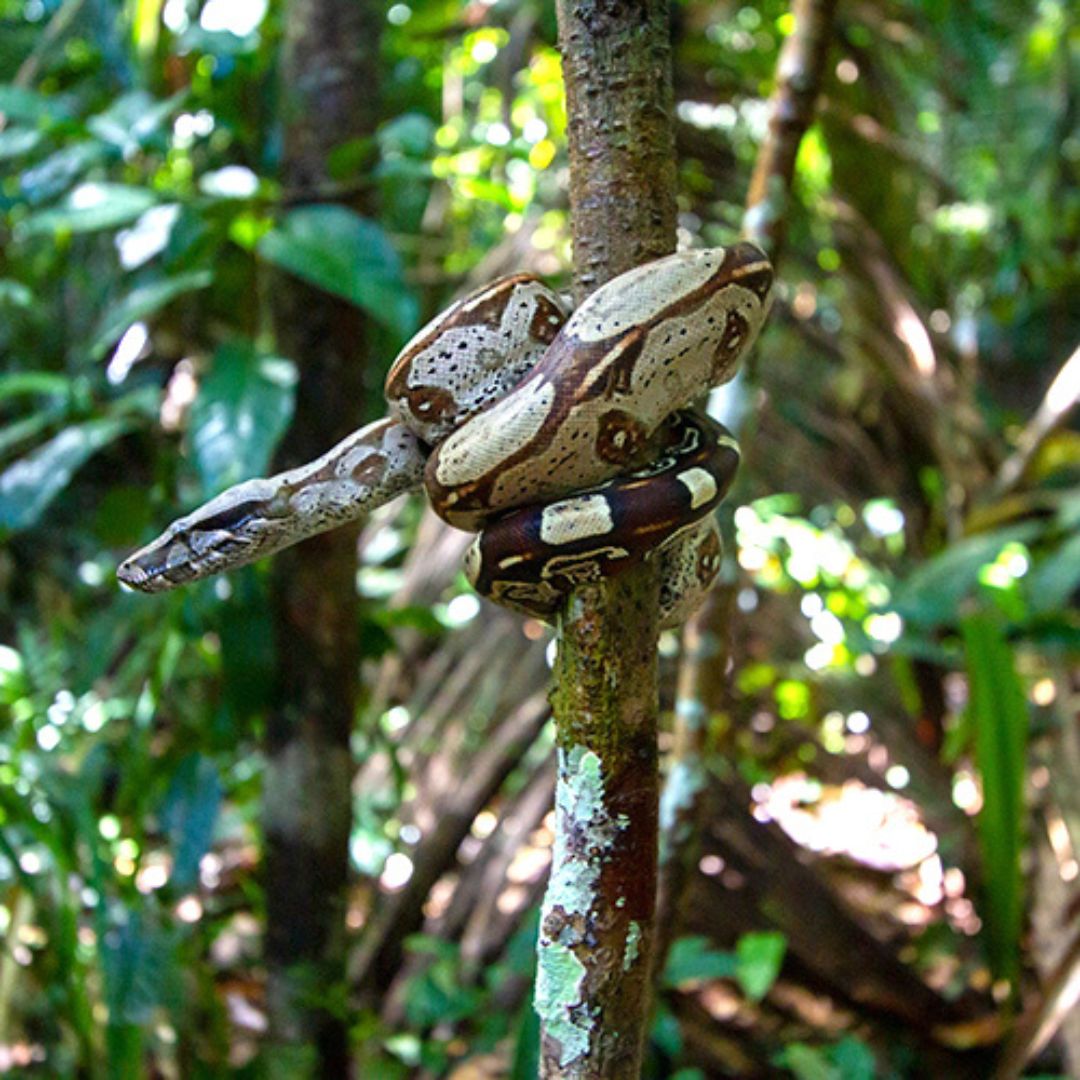 Amazon wildlife