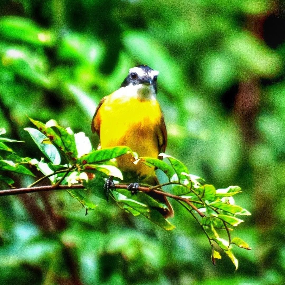 Amazon wildlife