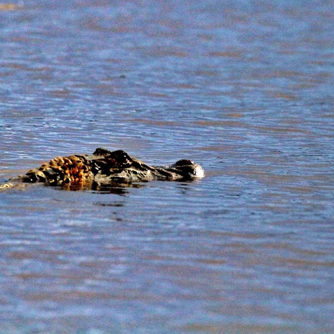 Amazon wildlife