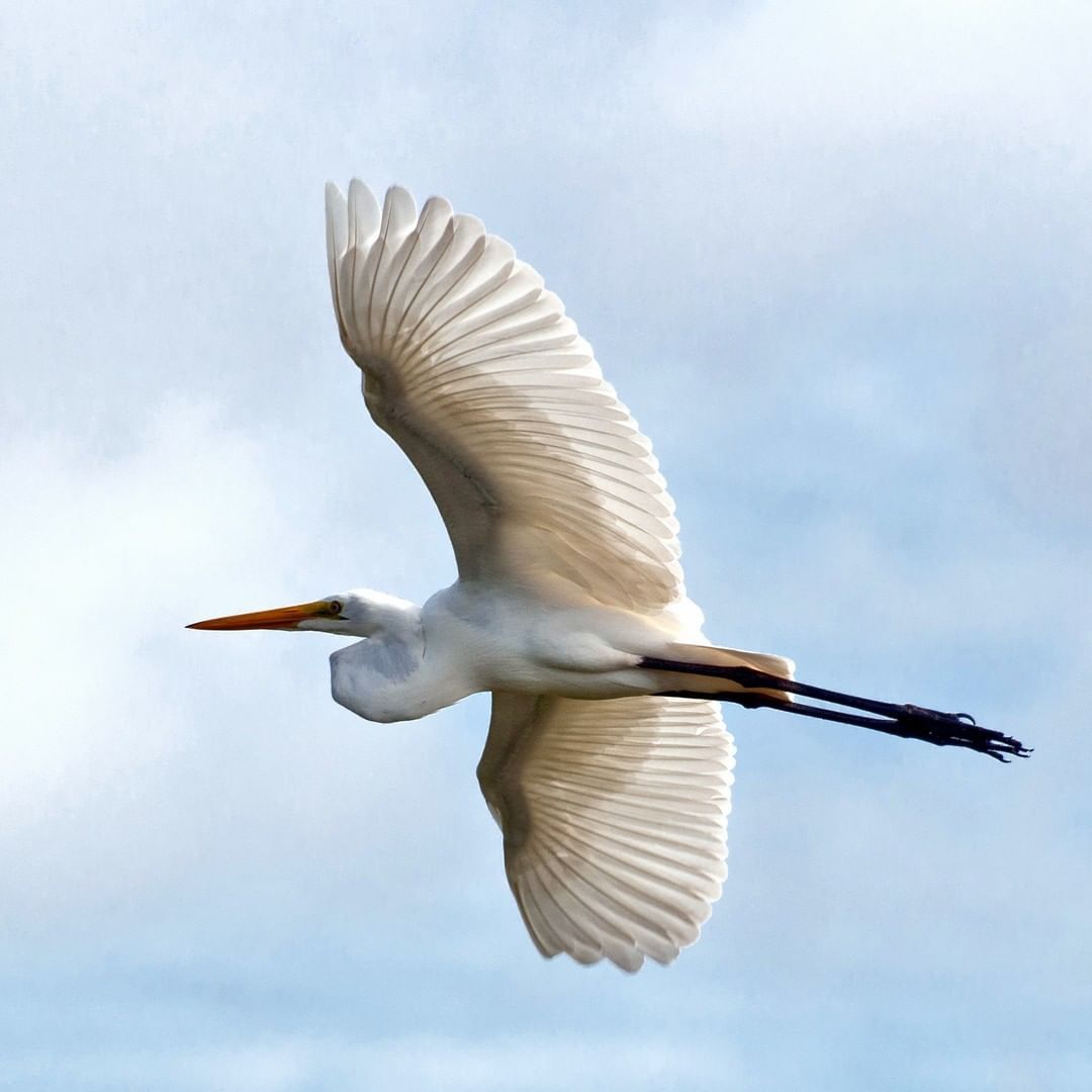 Amazon wildlife