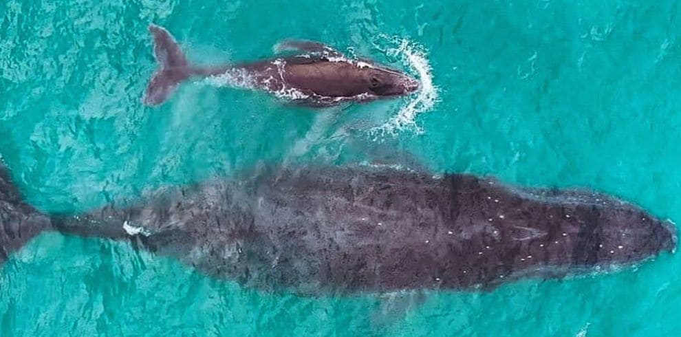 Abrolhos