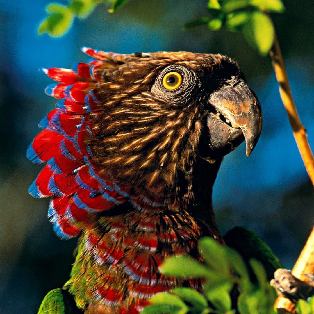 Wildlife - Amazon