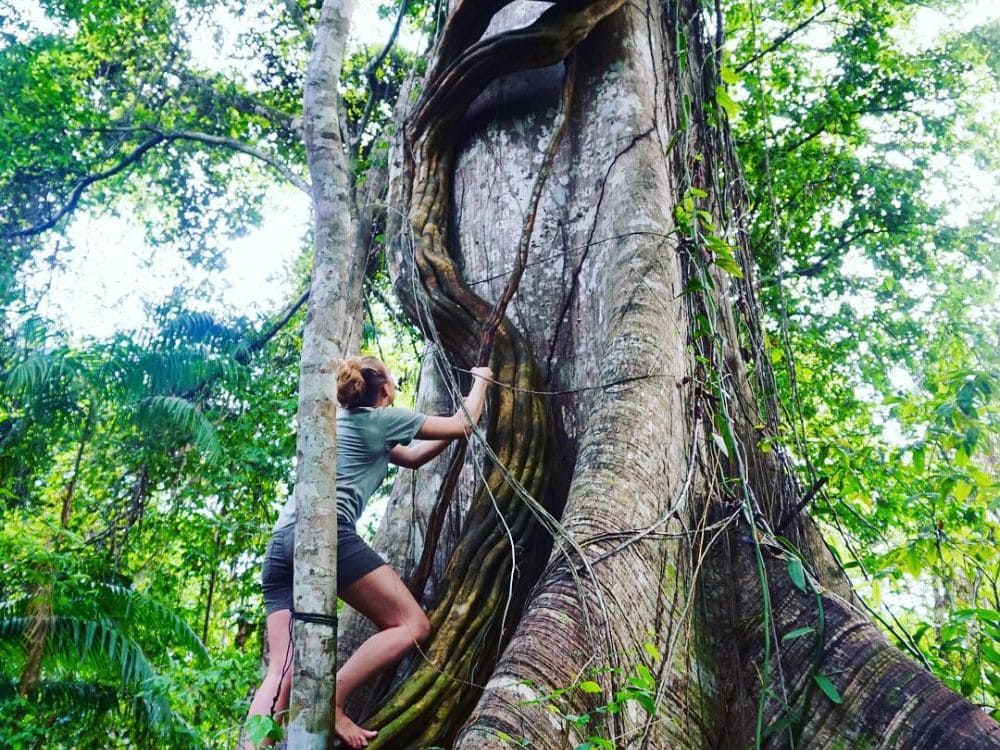 Tree climbing - Amazon rainforest