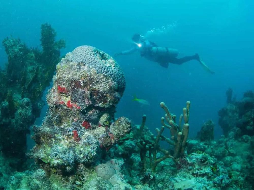 Abrolhos Tours