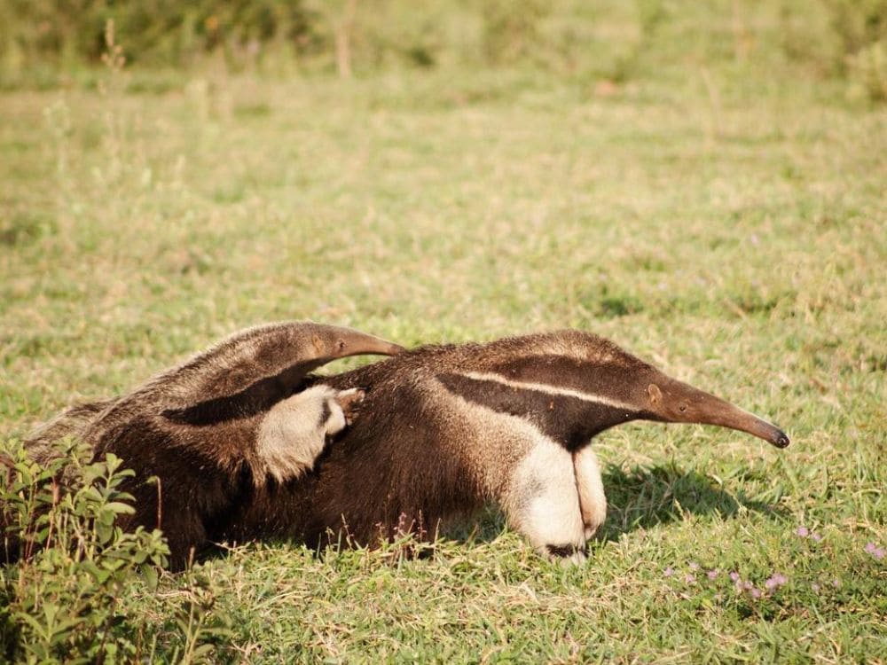 Pantanal Tours