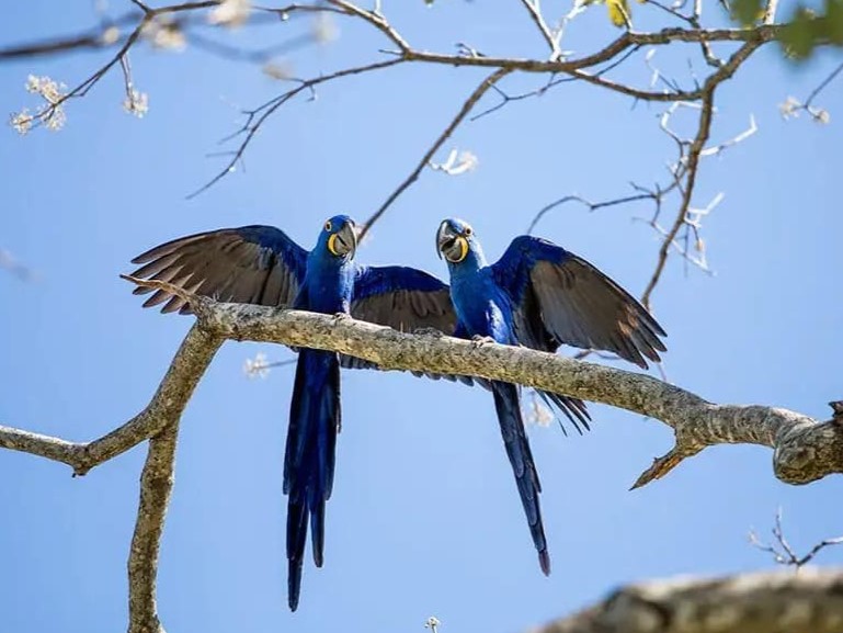 Pantanal Tours