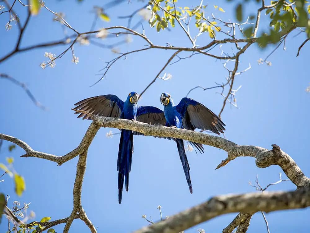 Circuits au Pantanal
