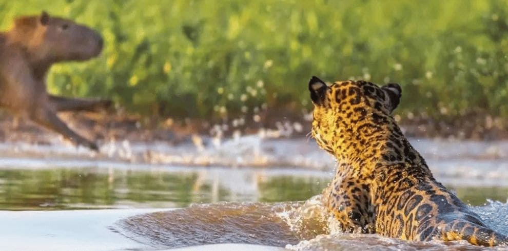 Pantanal