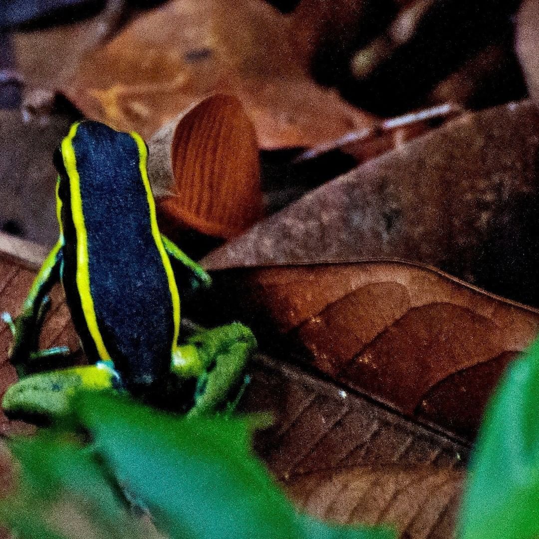 Amaozn jungle tour
