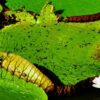 Amazon Survival Jungle Tour