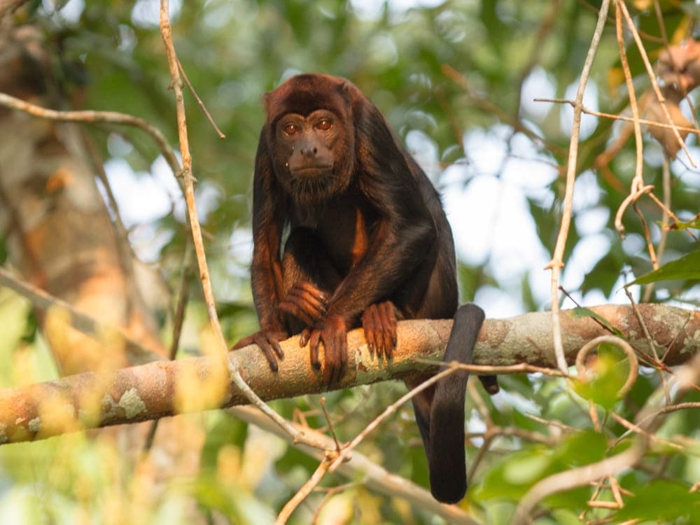 Een aap met donkere vacht zit op een boomtak tijdens een op wilde dieren gerichte tour in de Amazone. Een aap met donkere vacht zit op een boomtak tijdens een op wilde dieren gerichte tour in de Amazone.