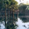Flooded Amazonian Forest