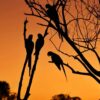 Pantanal Tour from Cuiabá