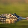 Tour de sobrevivência na Amazônia