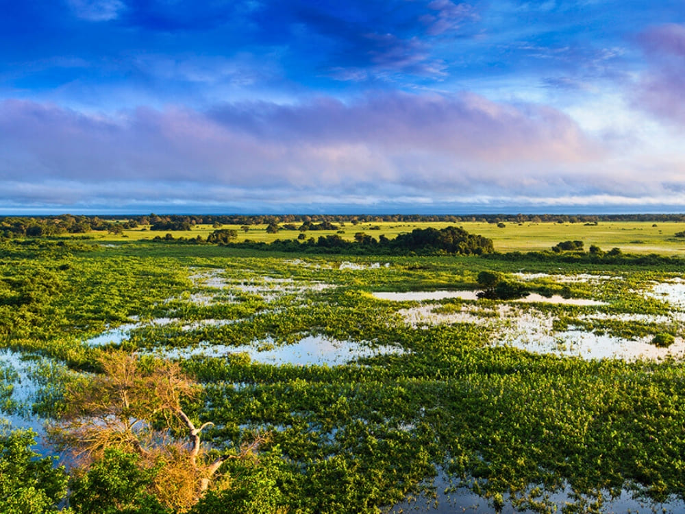Pantanal Tour from Cuiabá