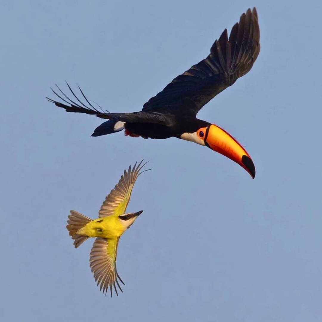 Birds at Pantanal Bonito Tour