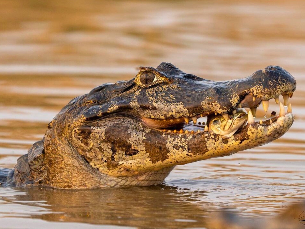 Pantanal Tour from Cuiabá