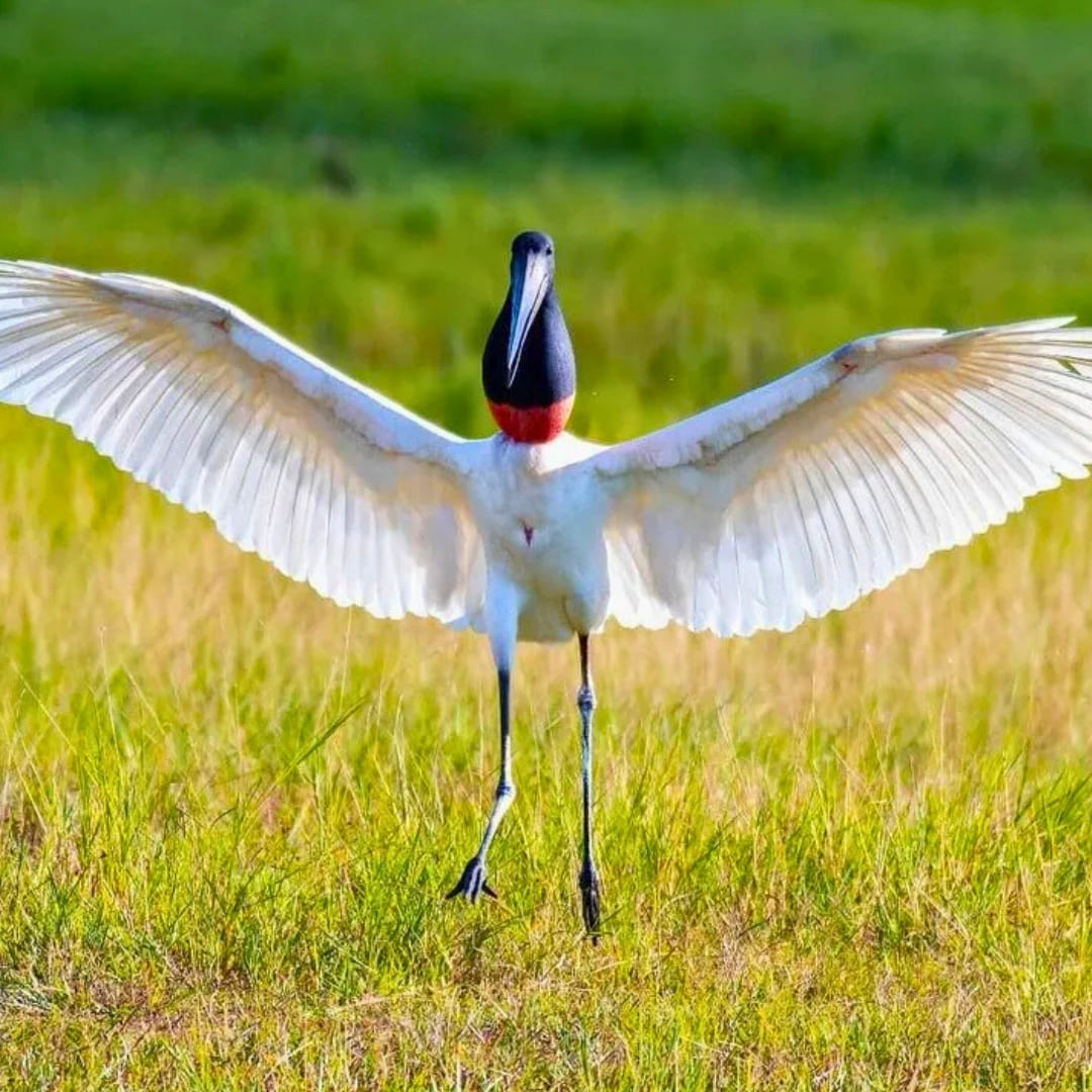 Pantanal bonito tour in Brazil