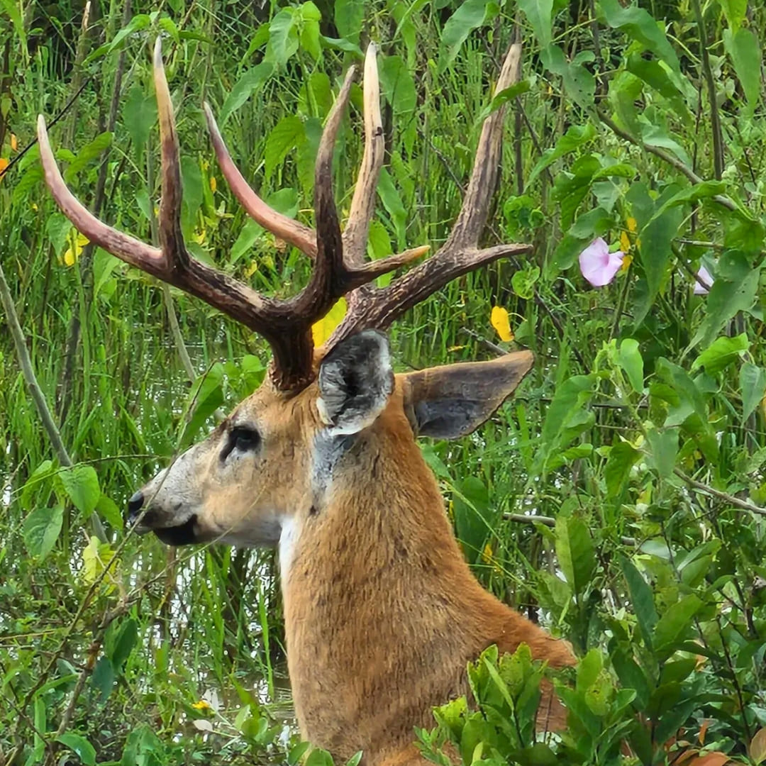 Pantanal Bonito tour wildlife