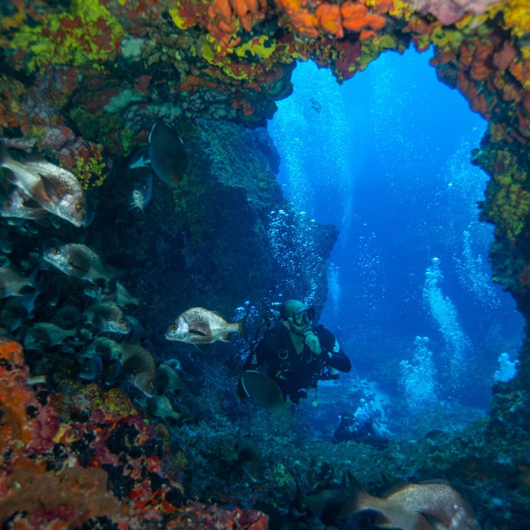 Advanced Adventurer Diving Course in Fernando de Noronha