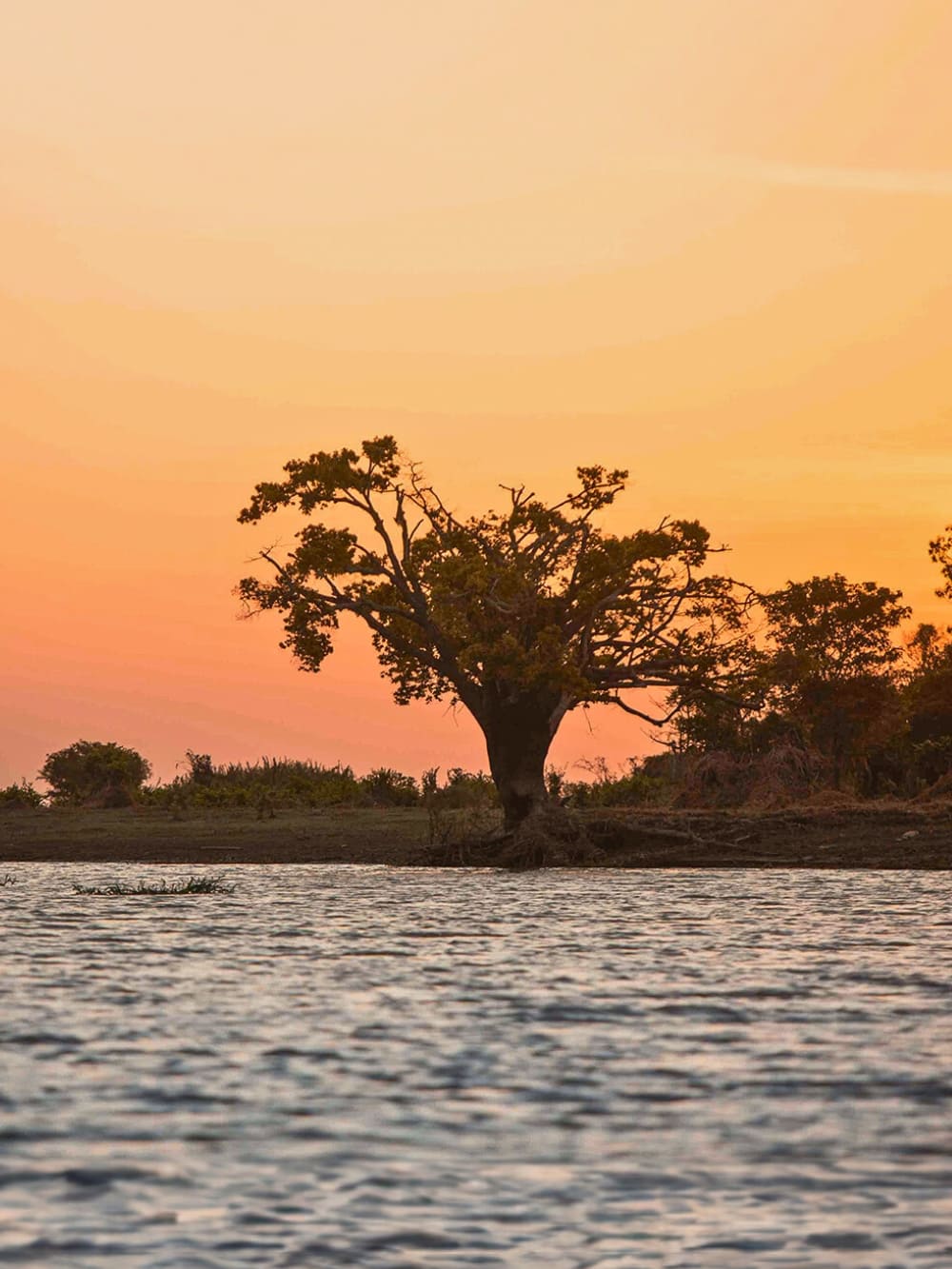 Amazon cruise from Alter do Chão