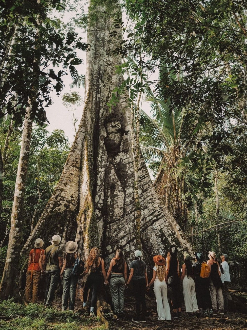 A large group of tourists holding hands to encircle the massive trunk of a Sumaúma tree, known as the Queen of the Amazon.