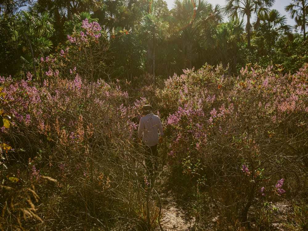 How to visit the Cerrado in Brazil? 