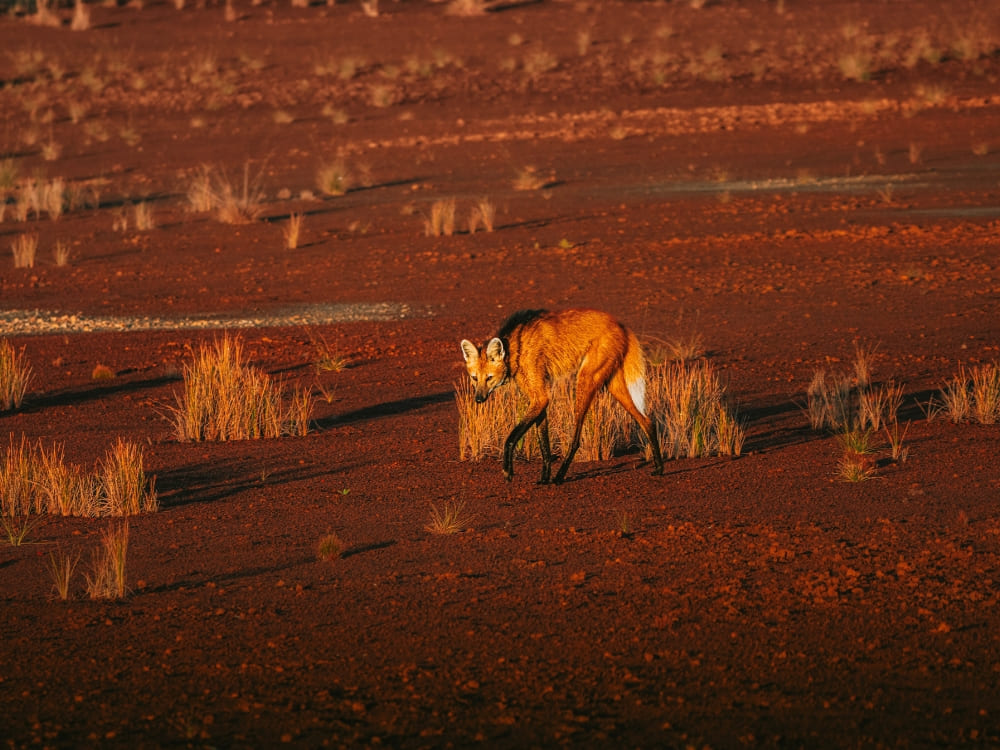 Cerrado Mane Wolfes - How to visit the Cerrado in Brazil?