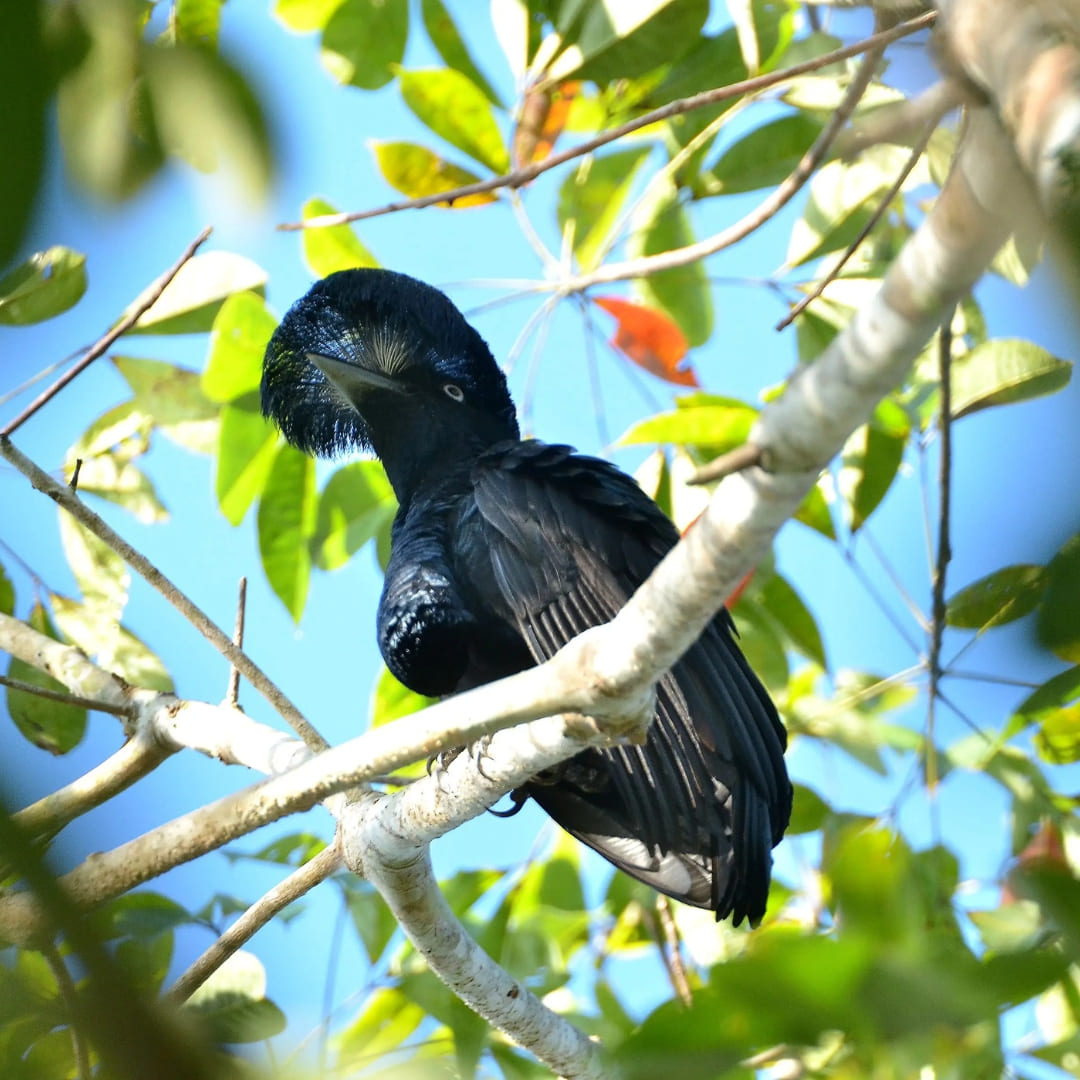 Een exotische zwarte vogel met een opvallende kuif zit op een groene tak tijdens een vogelspot-tour in de Amazone. Een exotische zwarte vogel met een opvallende kuif zit op een groene tak tijdens een vogelspot-tour in de Amazone.