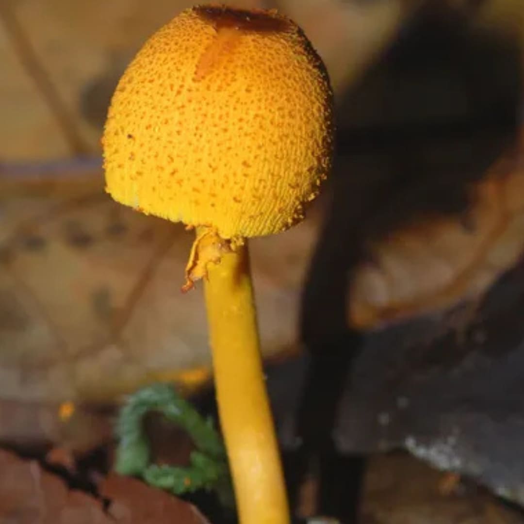 vegetação e diferentes tipos de vida na amazônia
