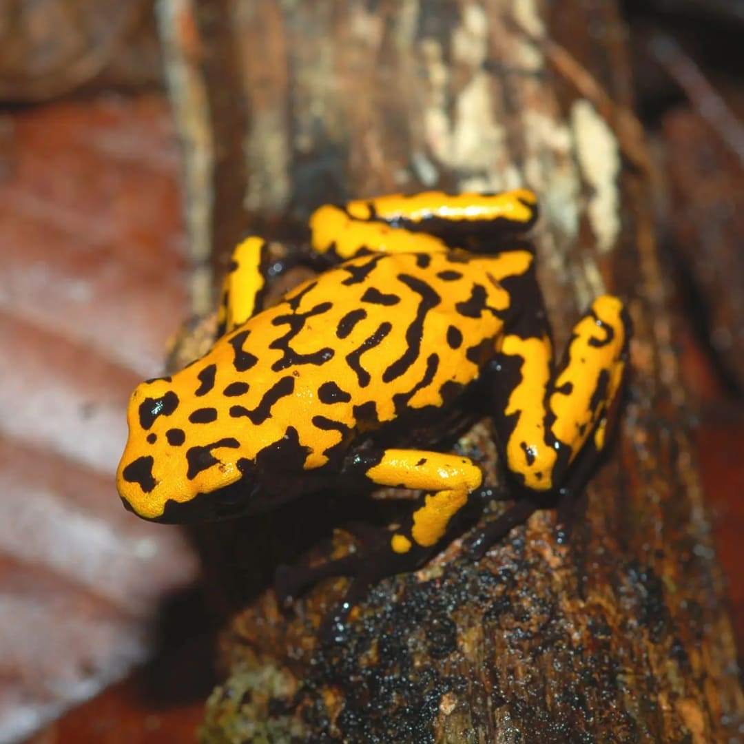 sapo amarelo de espécie diferente na amazônia