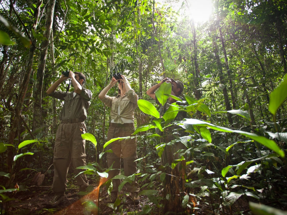 Drie mensen verkennen het tropische regenwoud met een verrekijker tijdens een meeslepende natuurreis in Brazilië. Drie mensen verkennen het tropische regenwoud met een verrekijker tijdens een meeslepende natuurreis in Brazilië.