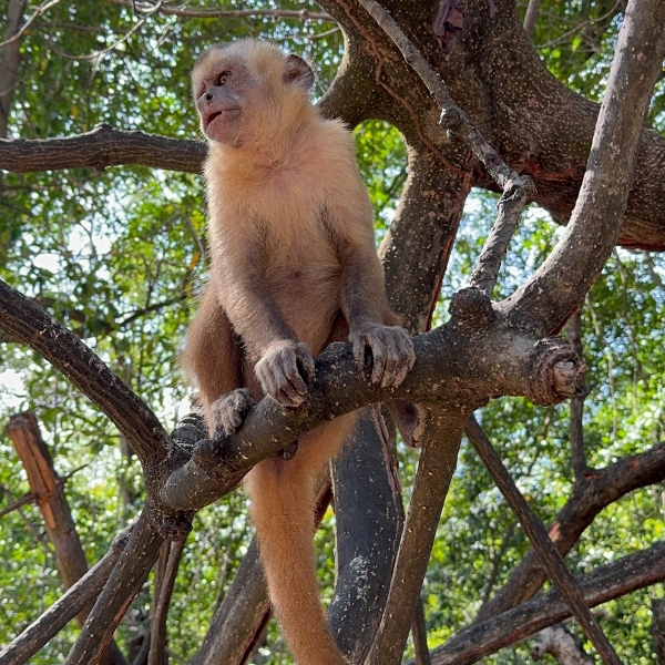Macaco no povoado de Vassouras, nos Lençóis Maranhenses