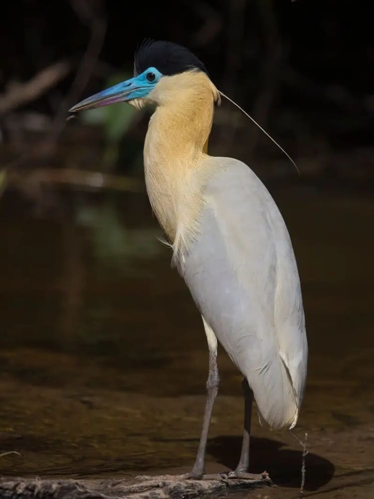 Amazon animals at forest