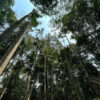 Amazon rainforest at day