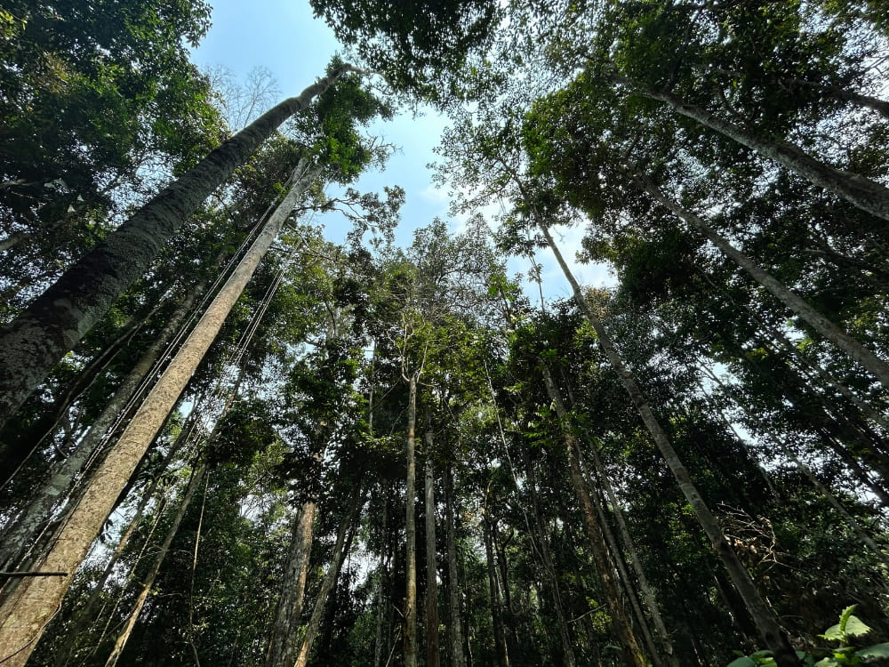 Amazon rainforest at day