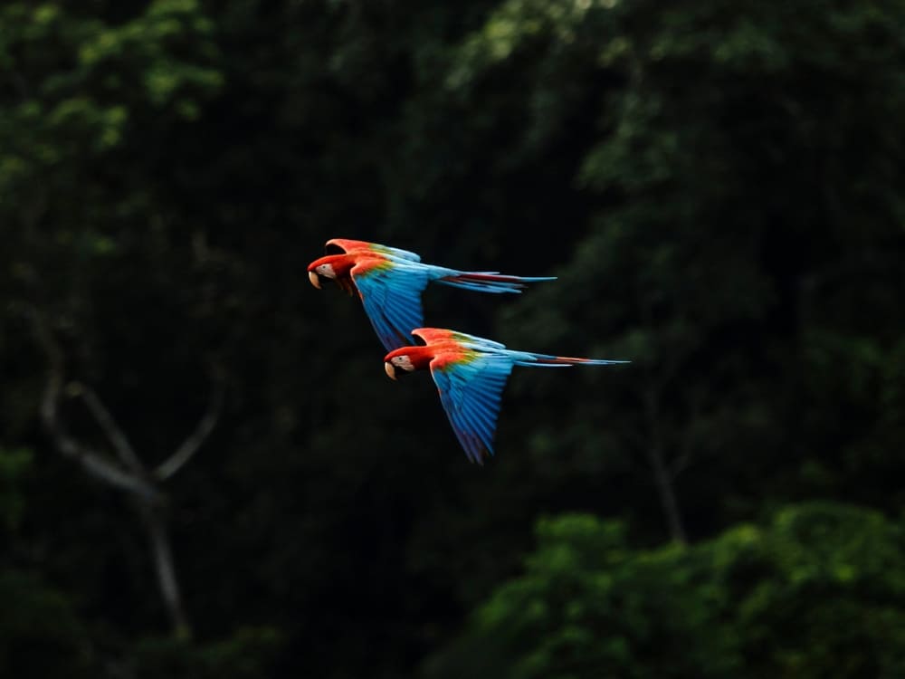 Birdwatching Amazon Brazil